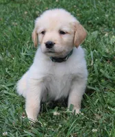 Bodie, a male Golden Retriever for sale in Greentop, MO – 2 of 5