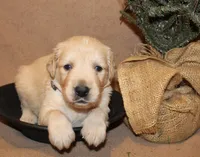 Jerome, a male Golden Retriever for sale in Greentop, MO – 1 of 1