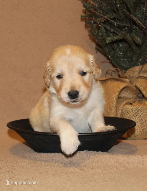 Madrid – Golden Retriever puppy for sale in Greentop, MO