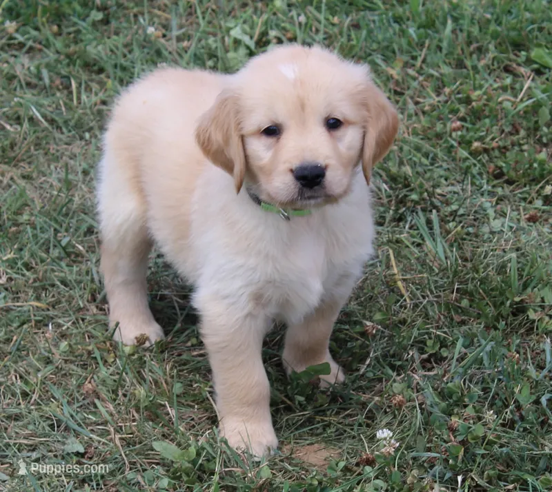 Juneau – Golden Retriever puppy for sale in Greentop, MO
