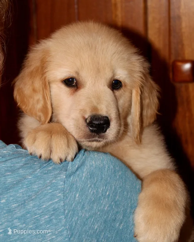 Skagway – Golden Retriever puppy for sale in Greentop, MO