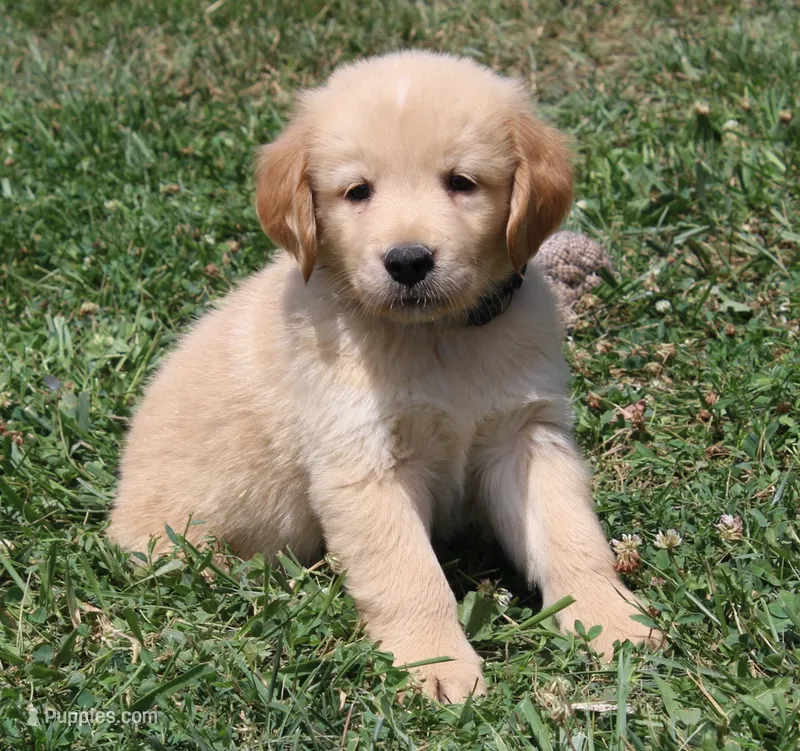 Rochford – Golden Retriever puppy for sale in Greentop, MO