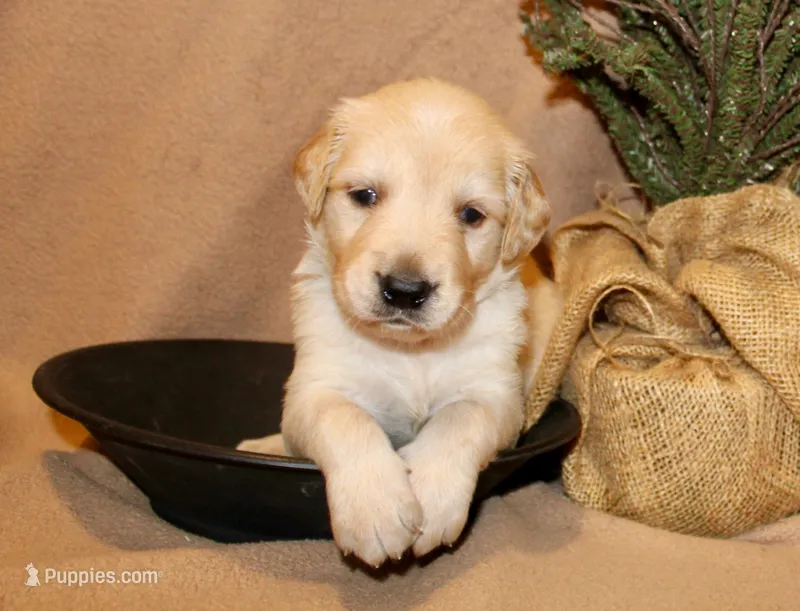 Custer – Golden Retriever puppy for sale in Greentop, MO