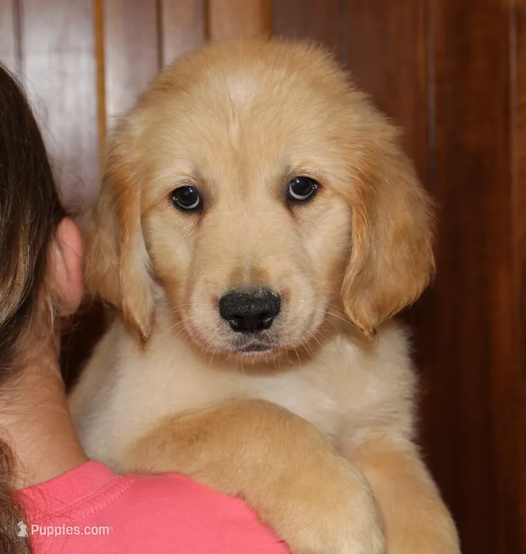Juneau – Golden Retriever puppy for sale in Greentop, MO