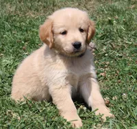 Rochford, a male Golden Retriever for sale in Greentop, MO – 3 of 4