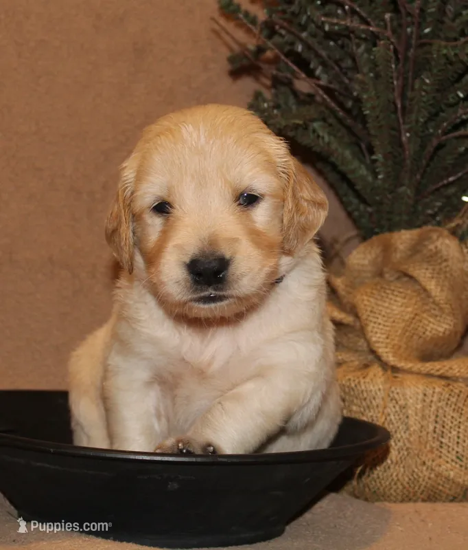Calico – Golden Retriever puppy for sale in Greentop, MO