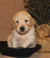 Calico, a female Golden Retriever for sale in Greentop, MO – 1 of 1