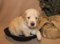 Rochford, a male Golden Retriever for sale in Greentop, MO – 1 of 1