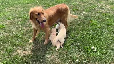 Rochford, a male Golden Retriever for sale in Greentop, MO – 4 of 4