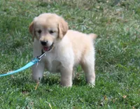 Madrid, a female Golden Retriever for sale in Greentop, MO – 5 of 5