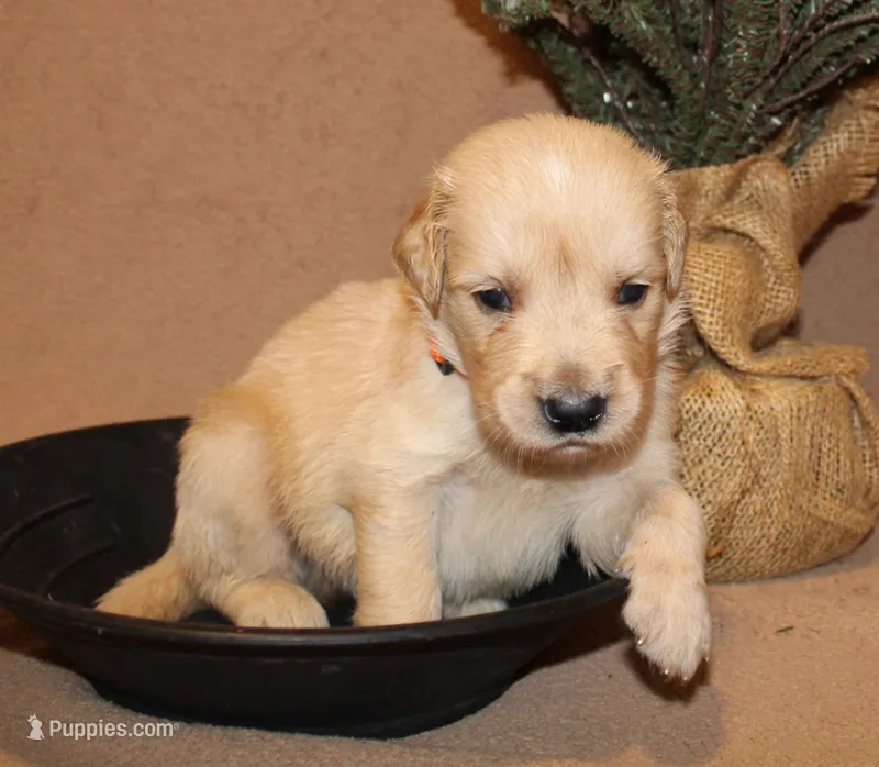 Skagway – Golden Retriever puppy for sale in Greentop, MO