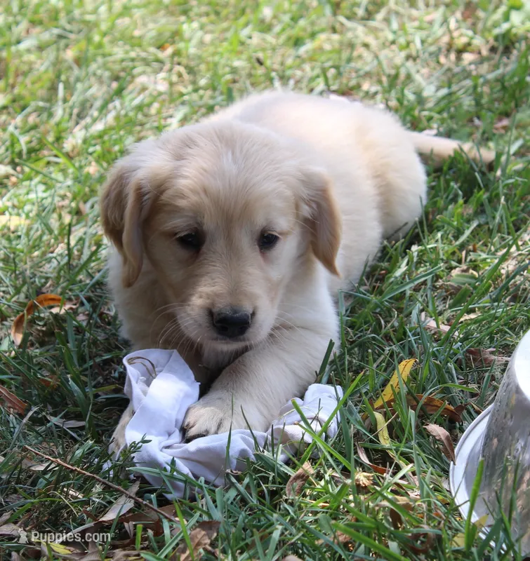 Calico – Golden Retriever puppy for sale in Greentop, MO