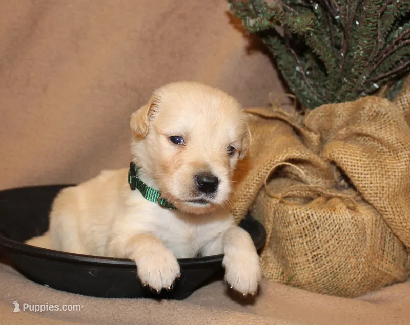 Bodie – Golden Retriever puppy for sale in Greentop, MO