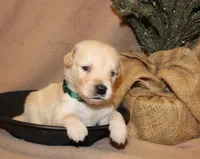 Bodie, a male Golden Retriever for sale in Greentop, MO – 1 of 1