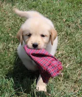 Bodie, a male Golden Retriever for sale in Greentop, MO – 4 of 5