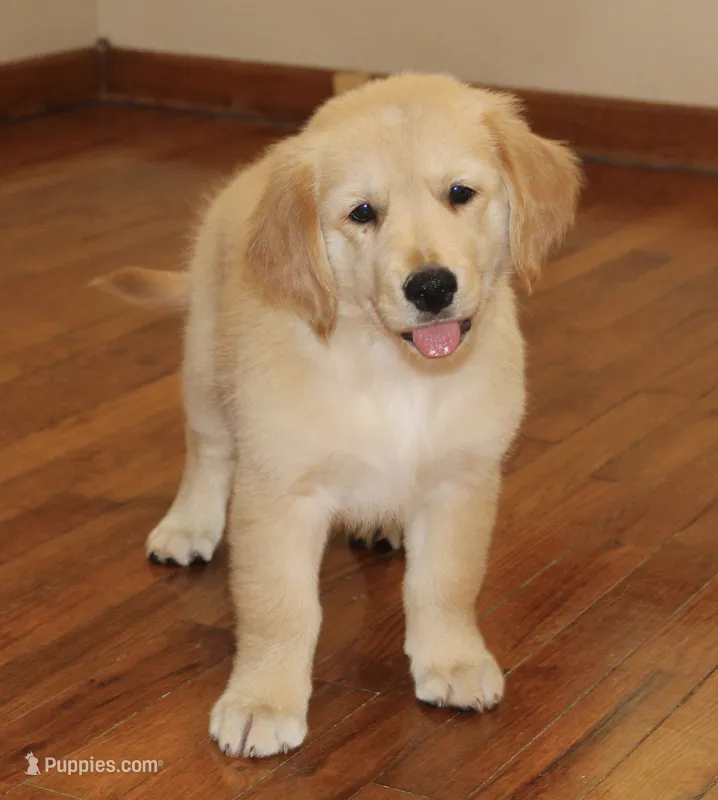 Madrid – Golden Retriever puppy for sale in Greentop, MO