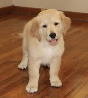 Madrid, a female Golden Retriever for sale in Greentop, MO – 1 of 5