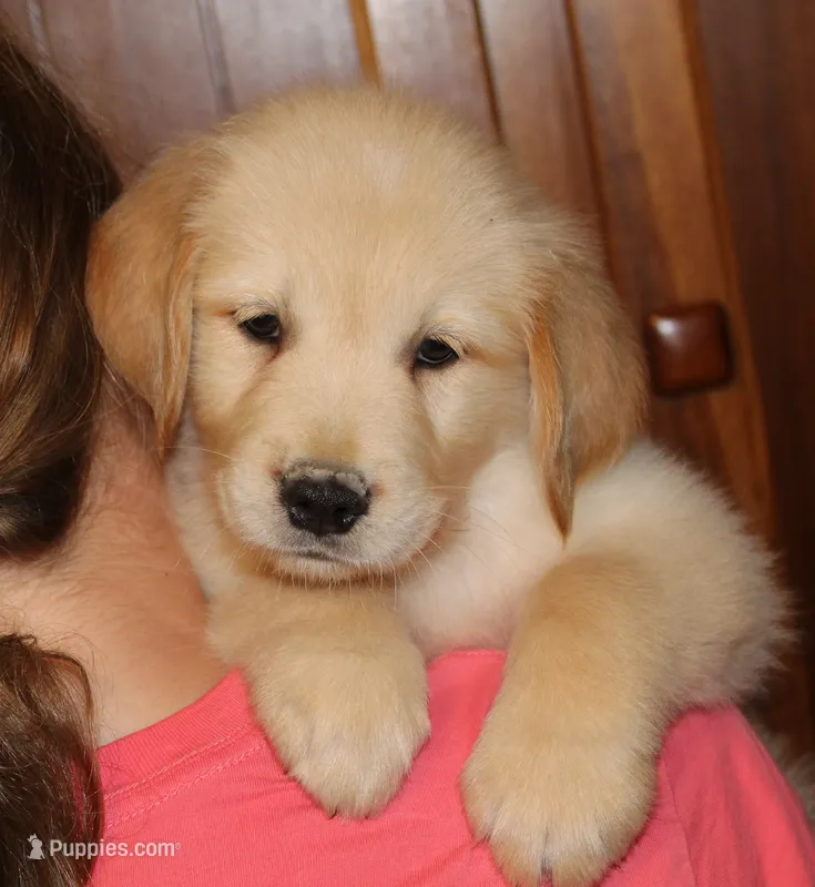 Bodie – Golden Retriever puppy for sale in Greentop, MO