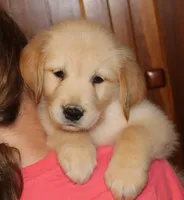 Bodie, a male Golden Retriever for sale in Greentop, MO – 1 of 5
