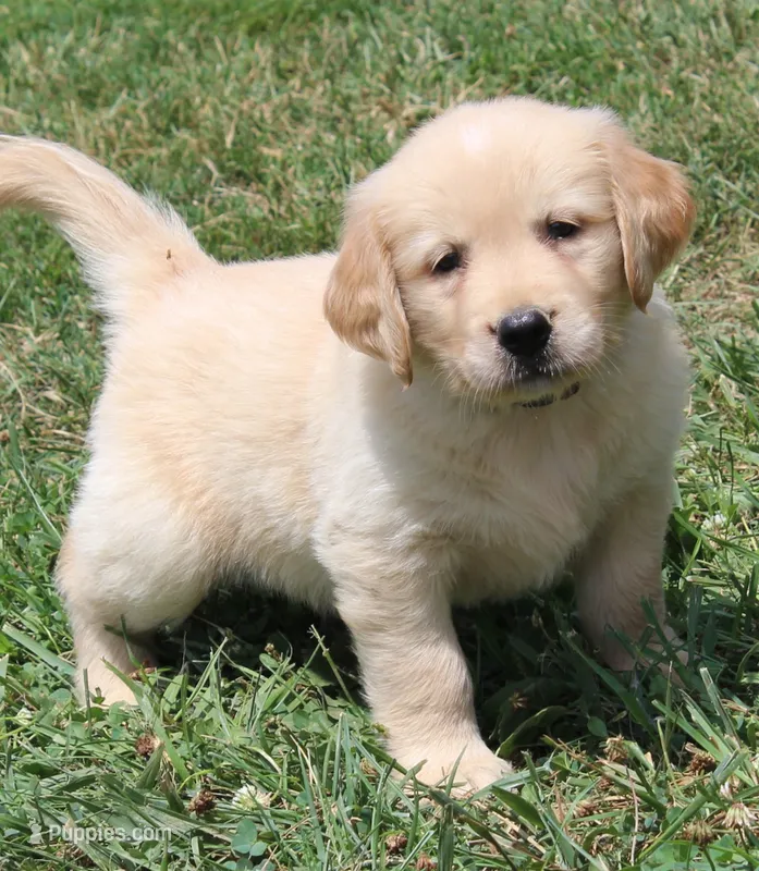 Jerome – Golden Retriever puppy for sale in Greentop, MO