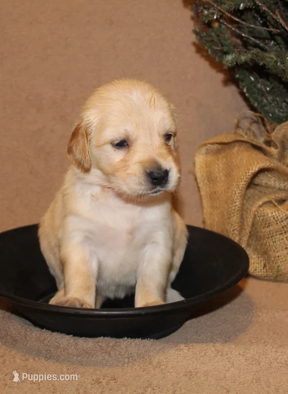 Helena – Golden Retriever puppy for sale in Greentop, MO