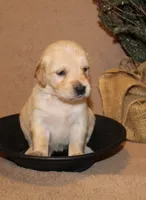 Helena, a female Golden Retriever for sale in Greentop, MO – 1 of 1