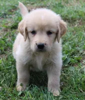 Skagway, a male Golden Retriever for sale in Greentop, MO – 5 of 6