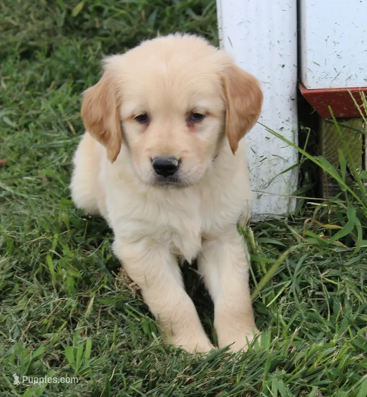 Nome – Golden Retriever puppy for sale in Greentop, MO