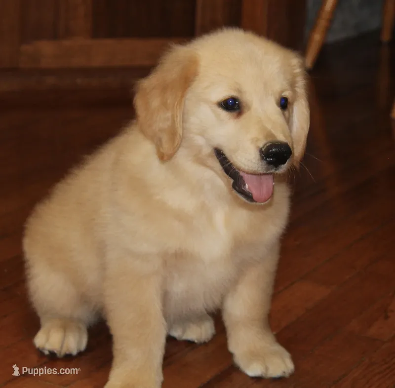 Skagway – Golden Retriever puppy for sale in Greentop, MO