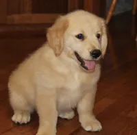 Skagway, a male Golden Retriever for sale in Greentop, MO – 1 of 6