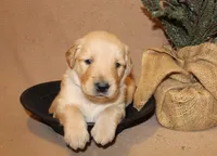 Thistle, a male Golden Retriever for sale in Greentop, MO – 1 of 1