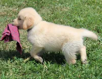 Bodie, a male Golden Retriever for sale in Greentop, MO – 5 of 5