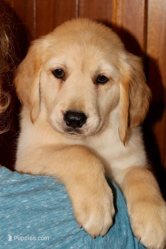 Custer – Golden Retriever puppy for sale in Greentop, MO