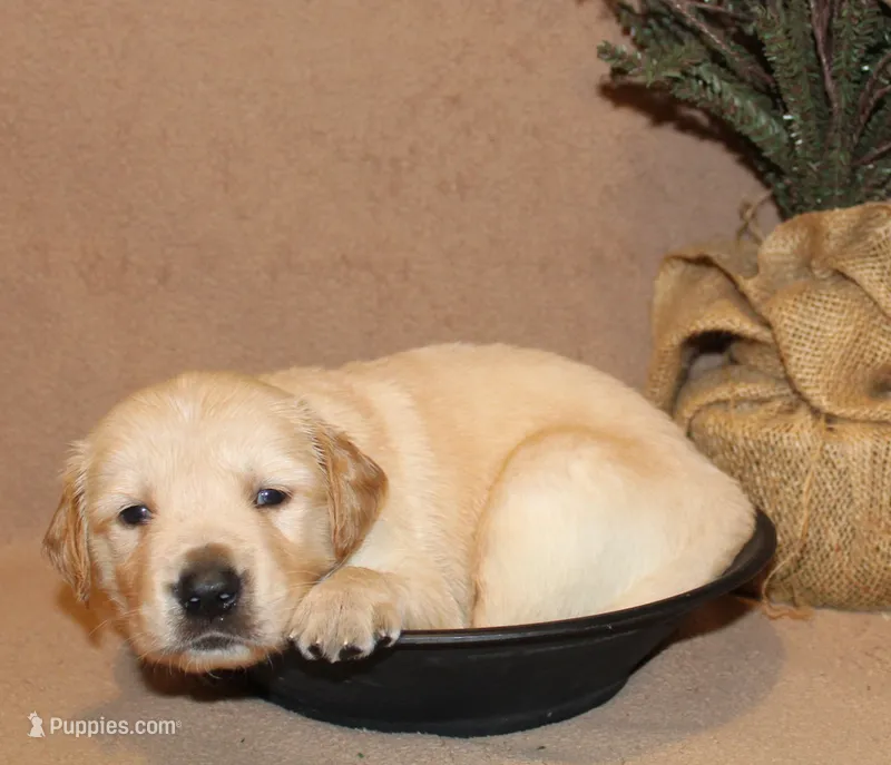 Nome – Golden Retriever puppy for sale in Greentop, MO
