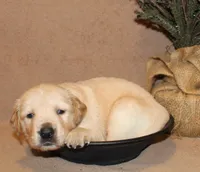 Nome, a male Golden Retriever for sale in Greentop, MO – 1 of 1