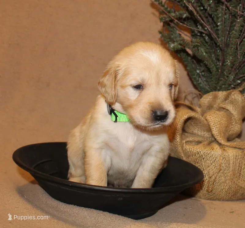 Juneau – Golden Retriever puppy for sale in Greentop, MO