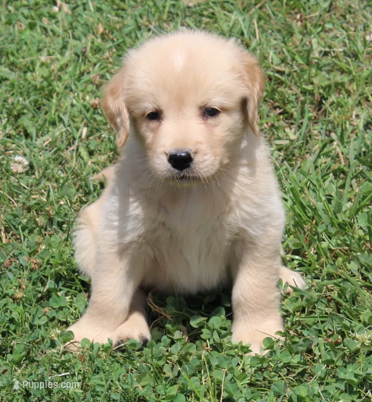 Skagway – Golden Retriever puppy for sale in Greentop, MO