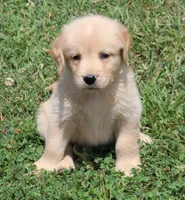Skagway, a male Golden Retriever for sale in Greentop, MO – 3 of 6