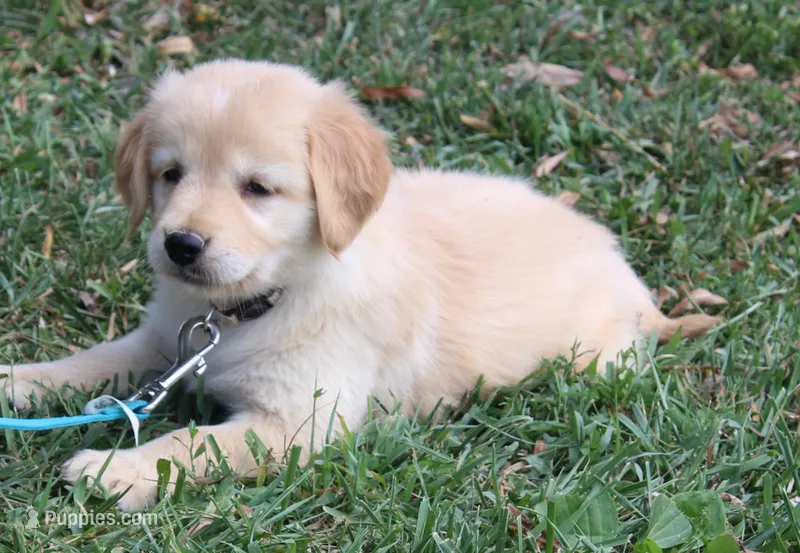 Madrid – Golden Retriever puppy for sale in Greentop, MO