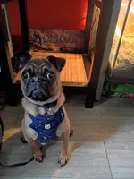 Rollin, a male Pug for sale in Dallas, TX – 1 of 1