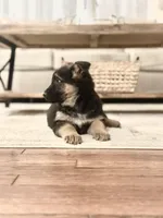 King, a male German Shepherd Dog for sale in Coatesville, PA – Photo 2 of 4