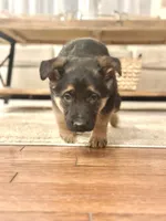 King, a male German Shepherd Dog for sale in Coatesville, PA – Photo 3 of 4