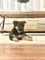 King, a male German Shepherd Dog for sale in Coatesville, PA – Photo 1 of 4