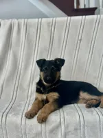 Lexi, a female German Shepherd Dog for sale in Coatesville, PA – Photo 1 of 3