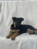 Lexi, a female German Shepherd Dog for sale in Coatesville, PA – Photo 2 of 3