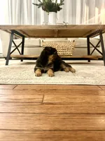 Sage, a female German Shepherd Dog for sale in Coatesville, PA – Photo 2 of 3