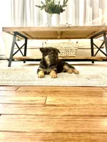 Sage, a female German Shepherd Dog for sale in Coatesville, PA – Photo 1 of 3