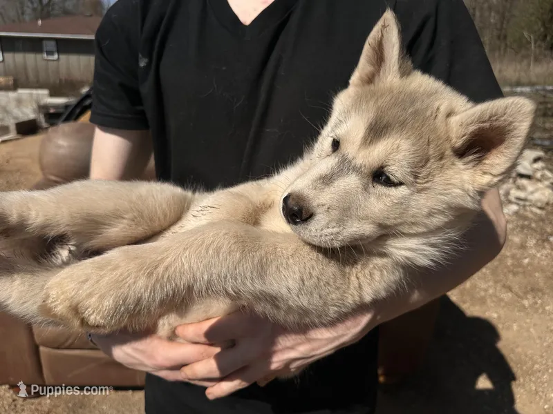 Grey Husky – Siberian Husky puppy for sale in Springfield, MO