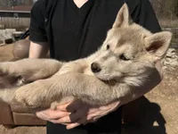 Grey Husky, a female Siberian Husky for sale in Springfield, MO – Photo 1 of 4