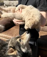 Grey Husky, a female Siberian Husky for sale in Springfield, MO – Photo 3 of 4